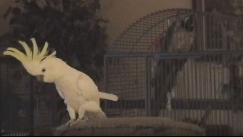 A cockatoo shows off 14 'self-taught' dance moves