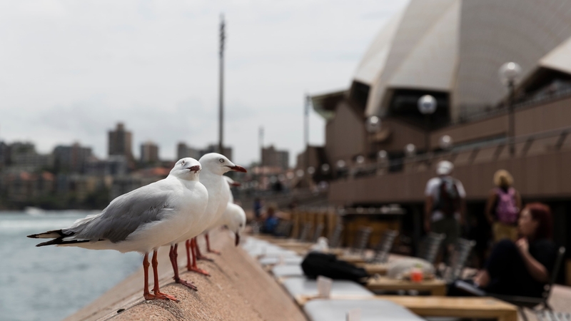 Seagulls eye their next meal at the Sydney Opera House in Australia