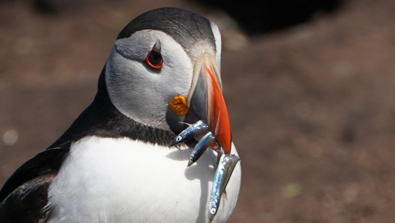 Puffins are listed as an endangered species in Europe