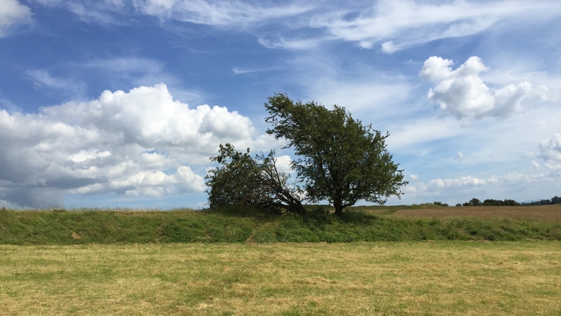 'Cad a dhéanfaimid feasta gan adhmad? Tá deireadh na gcoillte ar lár'. Photo: Conor Hunt/RTÉ