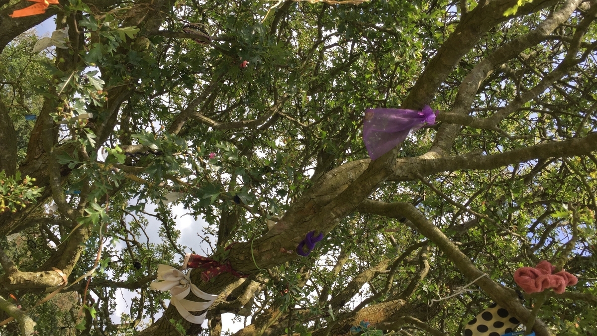 Mapping Dublin's Trees