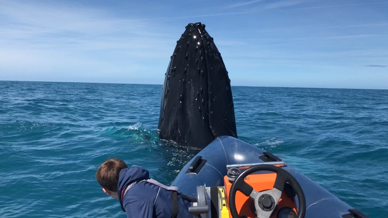 Terry and Tomás Deane encountered the humpback whale last month