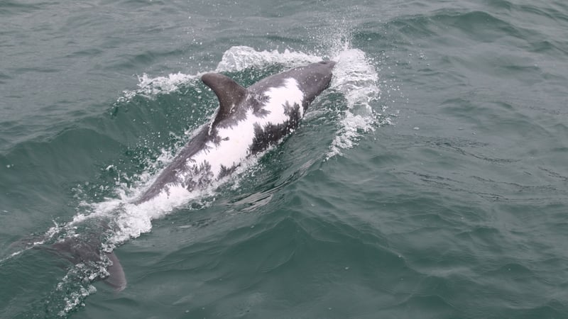 Rescuers did not think Spirtle would survive her severe burns and dehydration (image: Dr Joanne O'Brien, GMIT/IWDG)