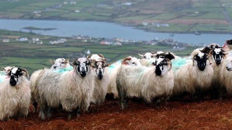 'Sheep droppings boiled in milk were used as a cure for whooping cough, and other ailments, in some parts of the country.'