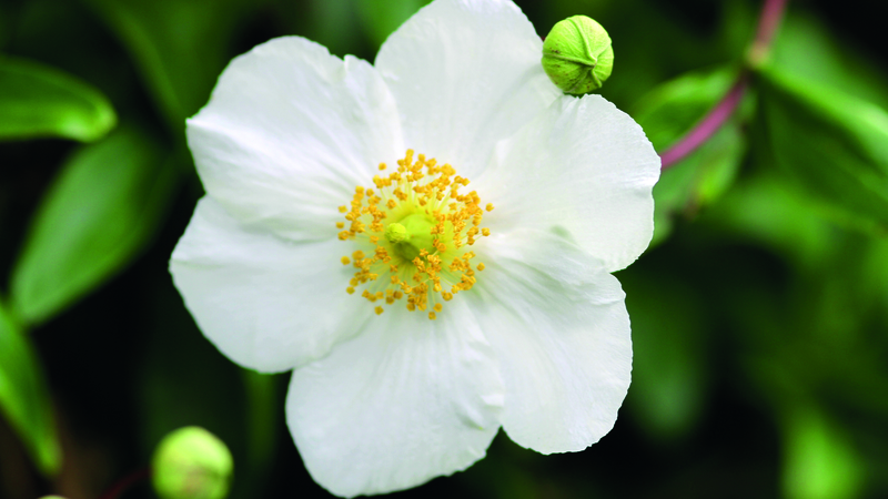 This week, we're looking at the beautiful Carpinteria.