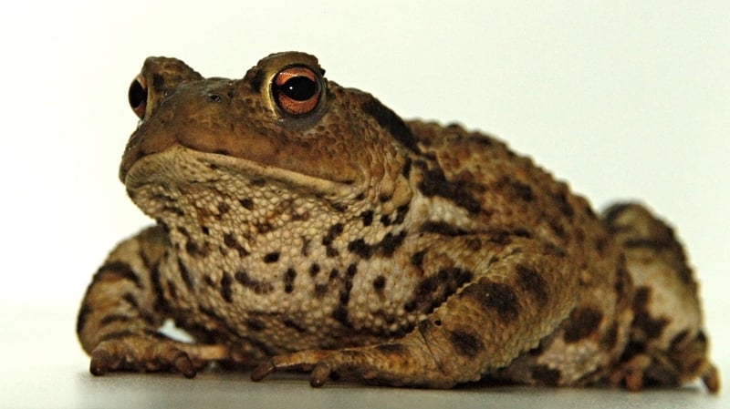 'Trevor' the toad was found in Stepaside, Co Dublin (Pic: Herpetoligical Society of Ireland/twitter)