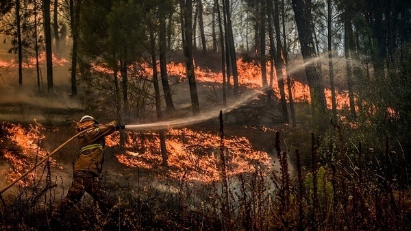 Nearly 1,300 firefighters backed by 17 water-dropping aircraft were deployed to fight the blazes