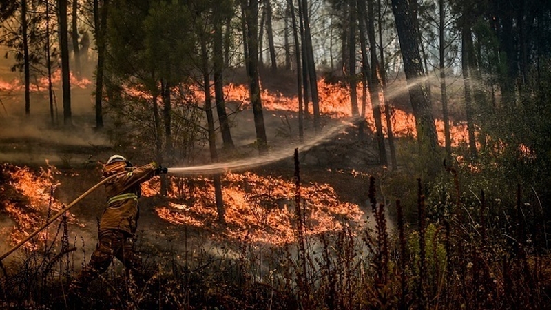 Nearly 1,300 firefighters backed by 17 water-dropping aircraft were deployed to fight the blazes