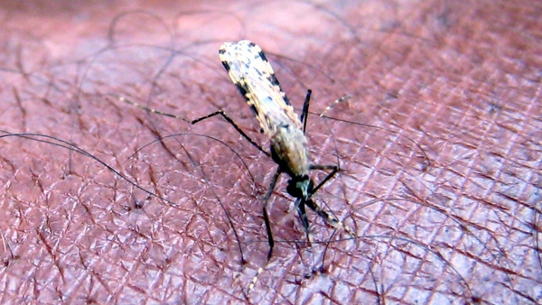 Multidrug-resistant forms of malaria-causing parasites are spreading across southeast Asia
