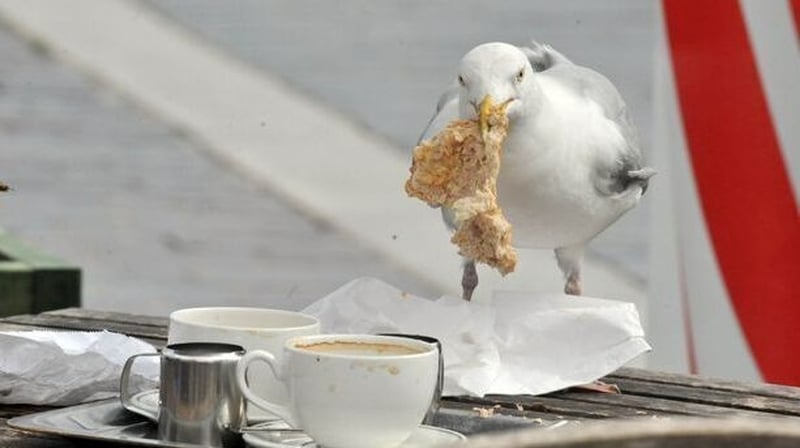 Locking eyes with seagulls could reduce the risk of them stealing your food