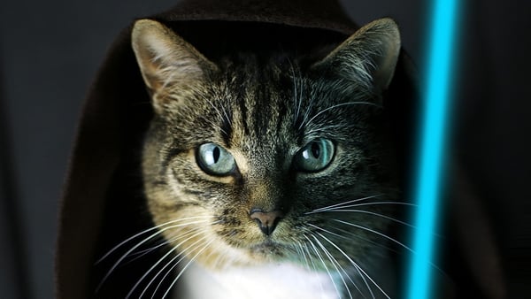 Listen: Sunday Miscellany - how not to tame a feral cat