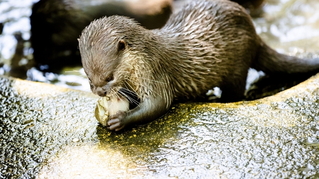 An Otter enjoys a cooling snack at a zoo in the Netherlands