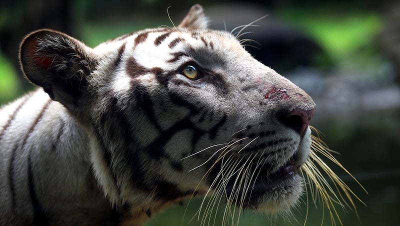 The census found 2,967 tigers in the wild across the country, up from 2,226 four years ago (file pic)