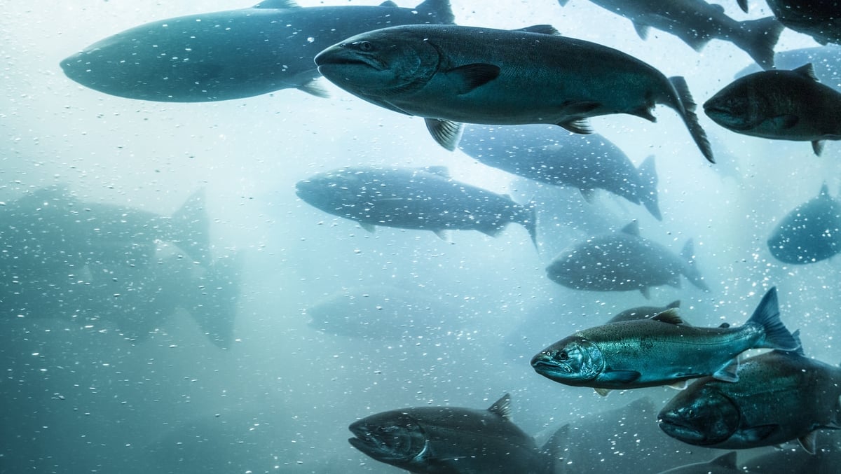 Salmon deaths in the lower Ballisodare River