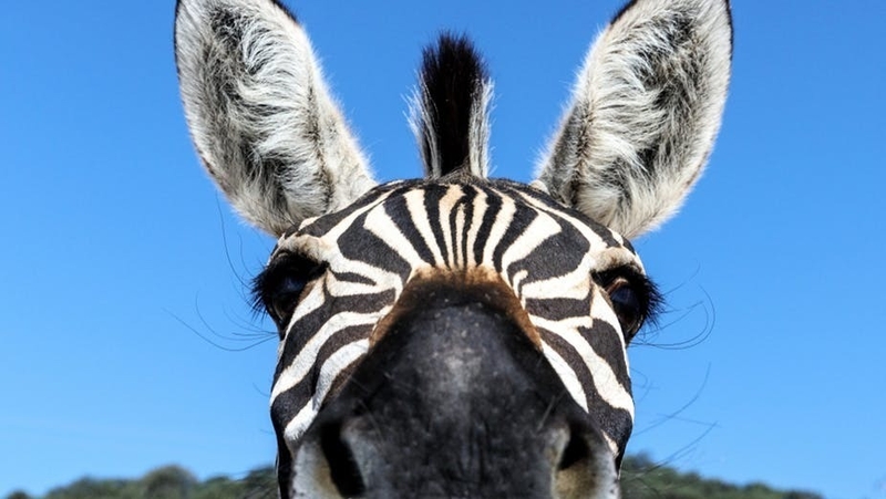 You called about that ulcer? Photo: Fdzoru/Shutterstock