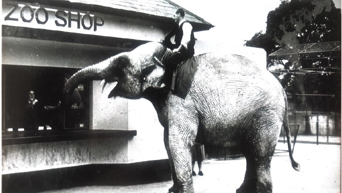 There's Something About Elephants