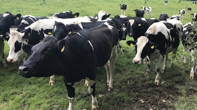 Measures would include a requirement for dairy farmers "to reduce their herds and stocking rates"