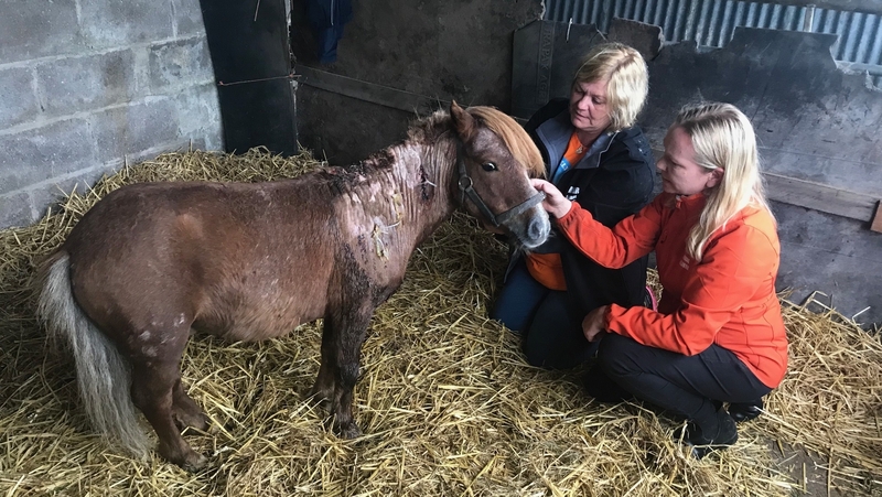 'Mikey' is being cared for at the My Lovely Horse animal rescue