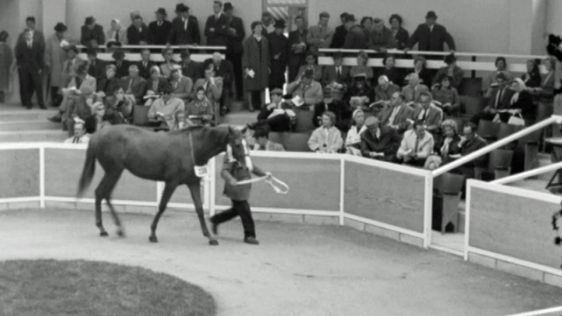 Goffs Bloodstock Sales Rings (1964)