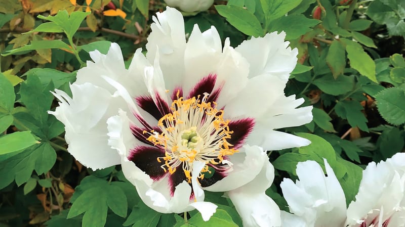 Tree paeonia Yan Wei Bai