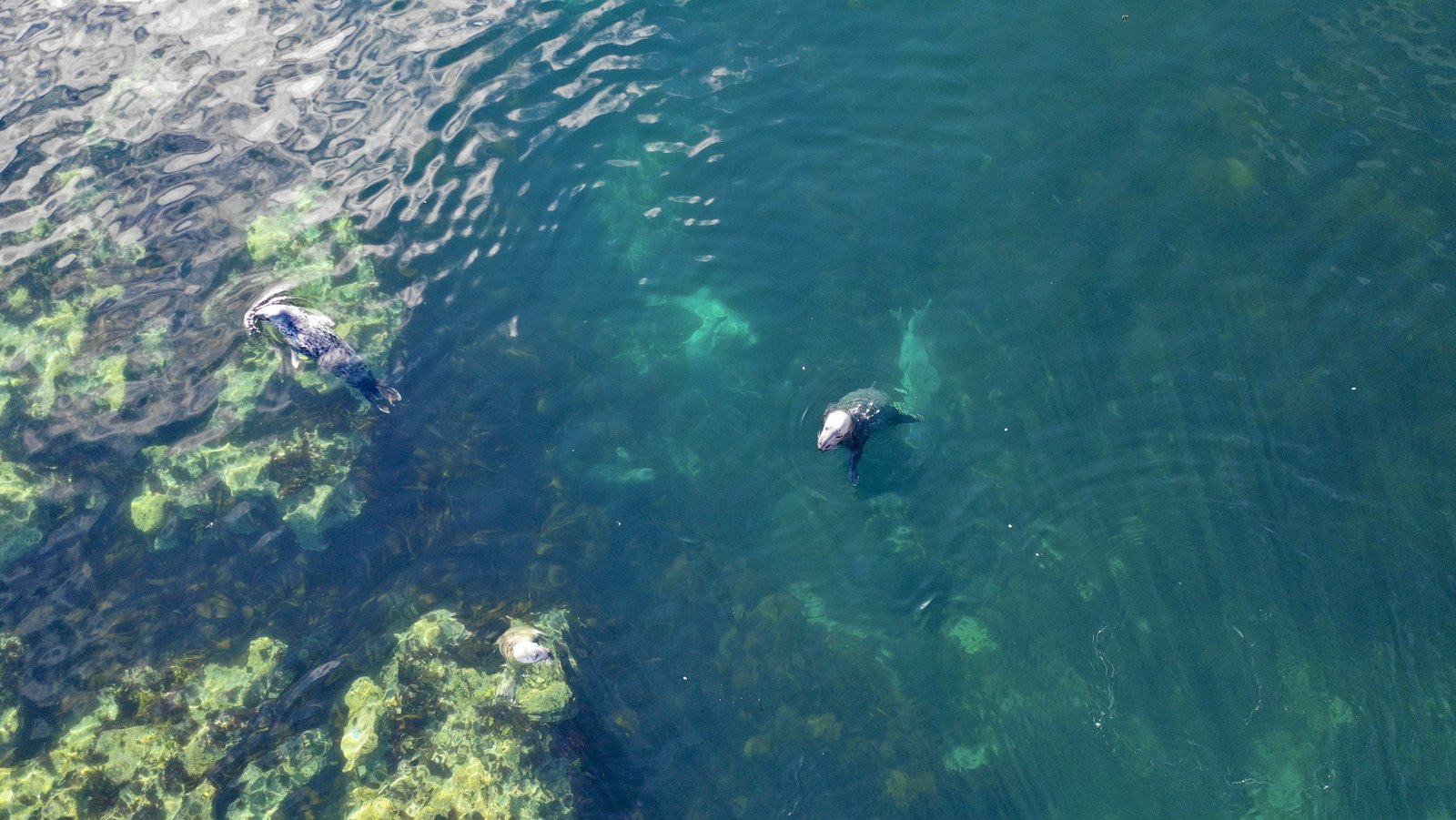 Seal of approval on Inishmore (Pic: Leon Giblin Photography)