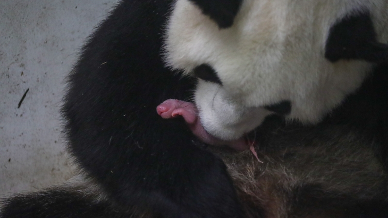 Courtesy: Pairi Daiza/Benoit Bouchez