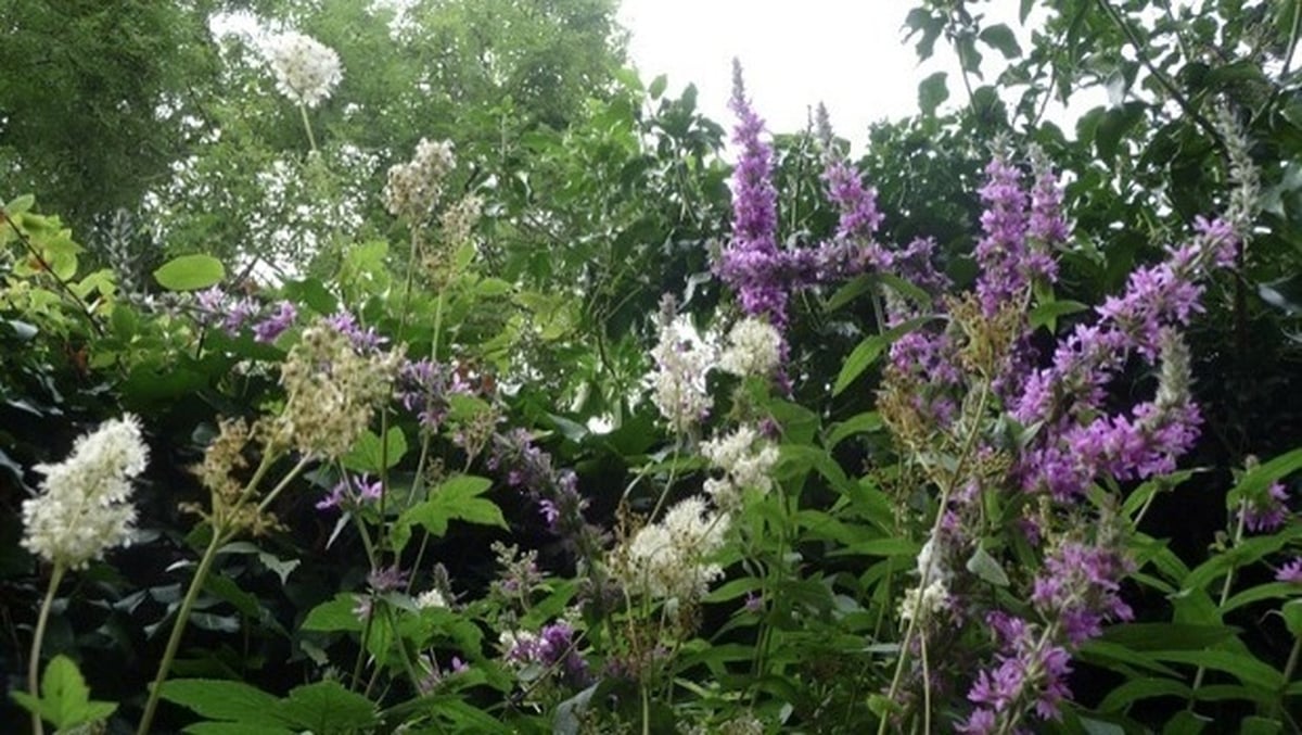 How Irish Wildflowers got their names