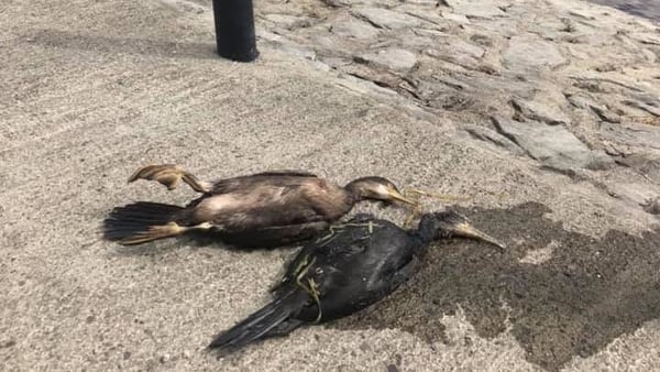 A number of animals, including cormorants and cygnets were covered in oil (Pic: Athlone Town Facebook)