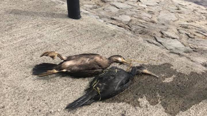 A number of animals, including cormorants and cygnets were covered in oil (Pic: Athlone Town Facebook)