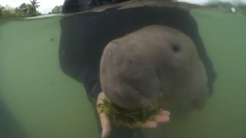 Image: Department Of National Parks, Wildlife and Plant Conservation, Thailand