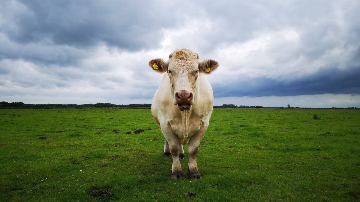 Benjy The Little Gay Bull