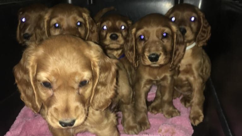 The six puppies were concealed among furniture in a van at Dublin Port