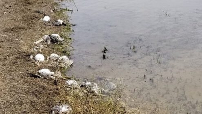 (Courtesy: Montana Fish, Wildlife, and Parks)