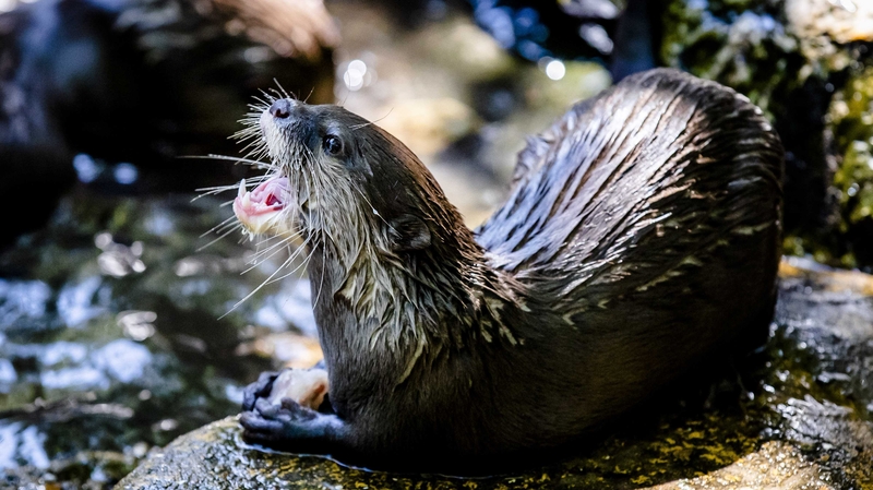 Animal protection groups have said social media users are endangering otters