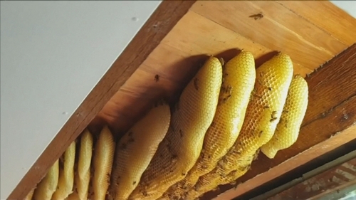 (Courtesy: Paul Wood / Brisbane Backyard Bees)