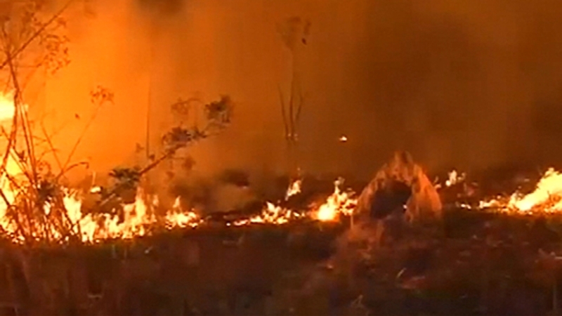 Fires in the Amazon have surged 83% so far this year compared with the same period a year earlier