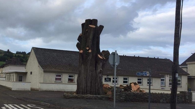 The tree was planted on 3 July 1900 to mark the opening of the new school - Scoil Naomh Abán
