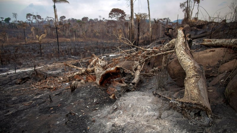 Burnt Amazon rainforest near Novo Progresso, Para state, Brazil