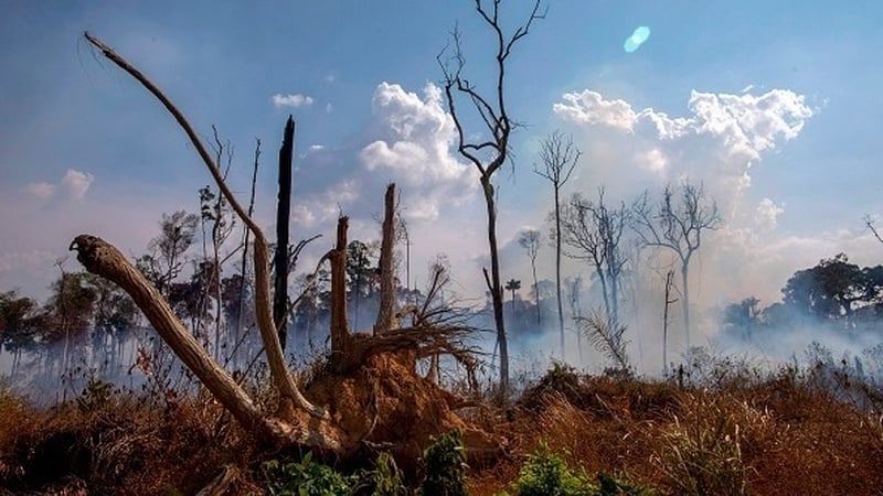 Nearly 80,000 forest fires have broken out in Brazil since the beginning of the year