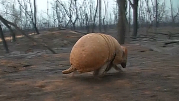 Armadillos are among the animals dying in the blaze
