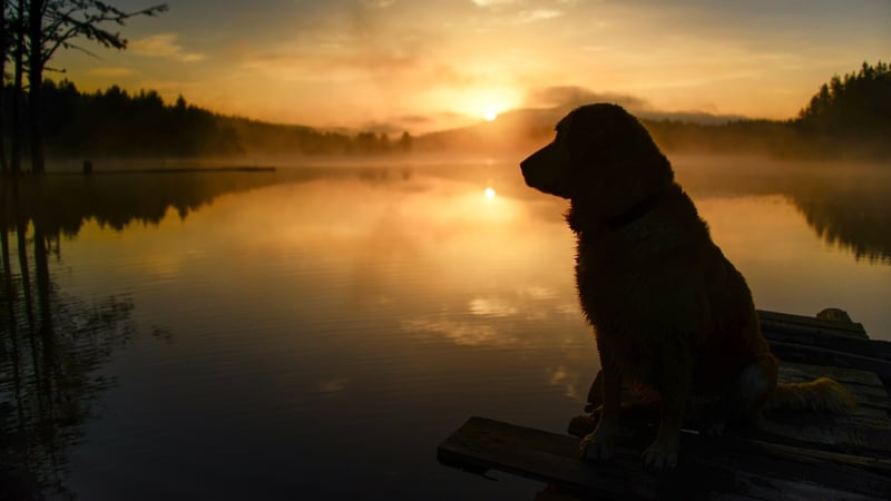 "A large body of research has concluded that breed-specific legislation has not worked to protect the public"