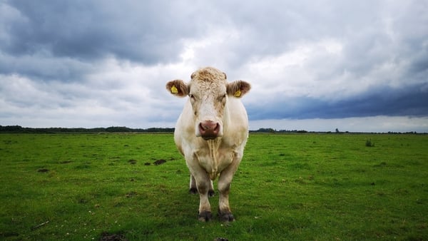 Documentary on One: Benjy The Little Gay Bull