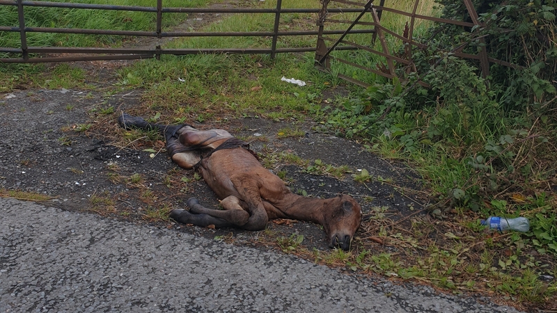 DSPCA inspectors found the foal in Baldonnel (Pic: DSPCA)