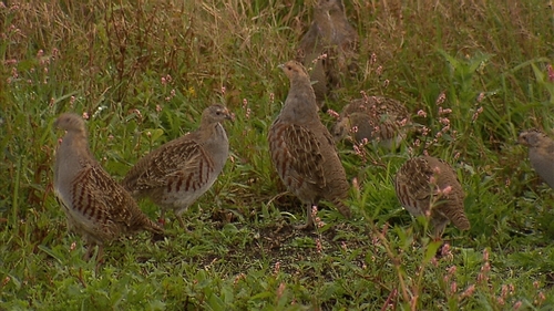 After 20 years of conservation efforts the population has increased to 900