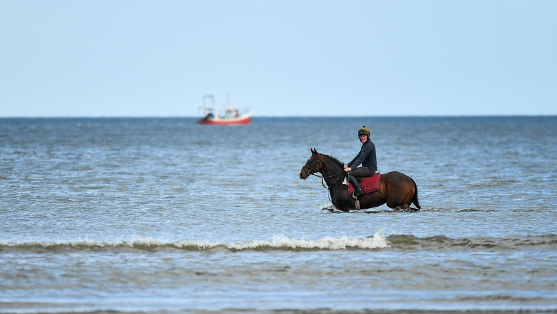 Plough Boy warms up - or cools down - before racing at Laytown