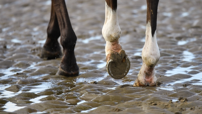 Evolution is a funny thing - how do such spindly legs support half a tonne of racehorse?