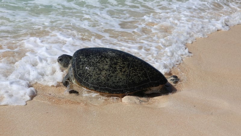 Raine Island is the largest nesting site for green turtles in the world (Pics: Queensland Parks and Wildlife Services Raine Island Recovery Project team)