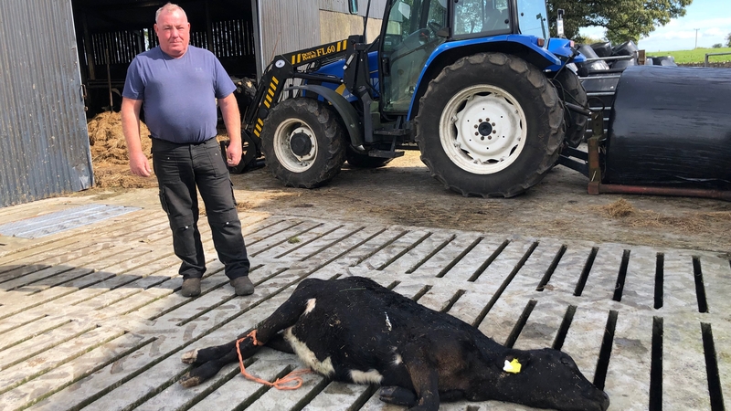 There are no knackeries open to handle a carcass for farmer John De Nash