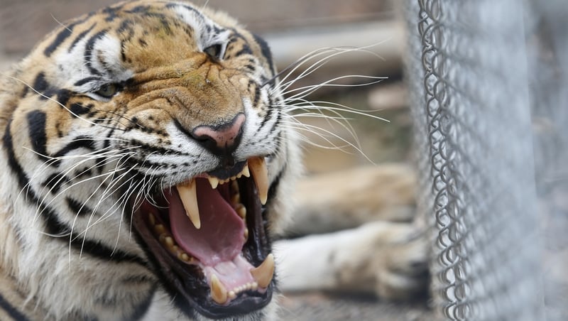 One of the 147 confiscated tigers removed from the controversial Tiger Temple