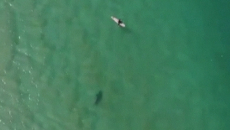 Image: Christopher Joye